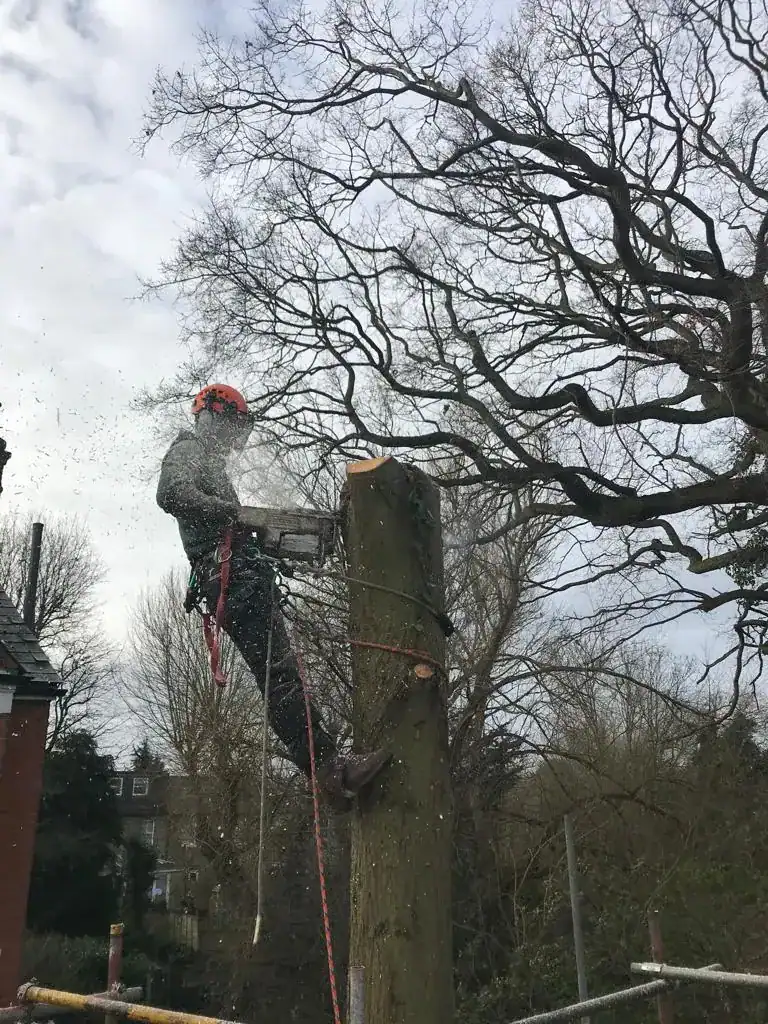 Parish tree surgery work