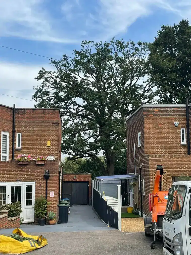 Parish tree surgery work