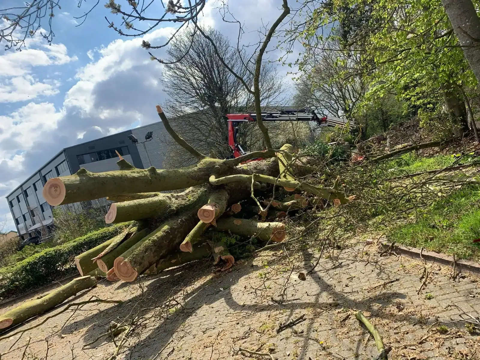 Parish tree surgery work